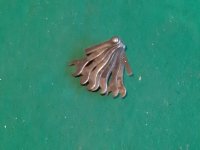 TERRYS BA SPANNER SET VGC BSA / NORTON / HRD / TRIUMPH TERRYS BA SPANNER SET VGC BSA / NORTON / HRD / TRIUMPH